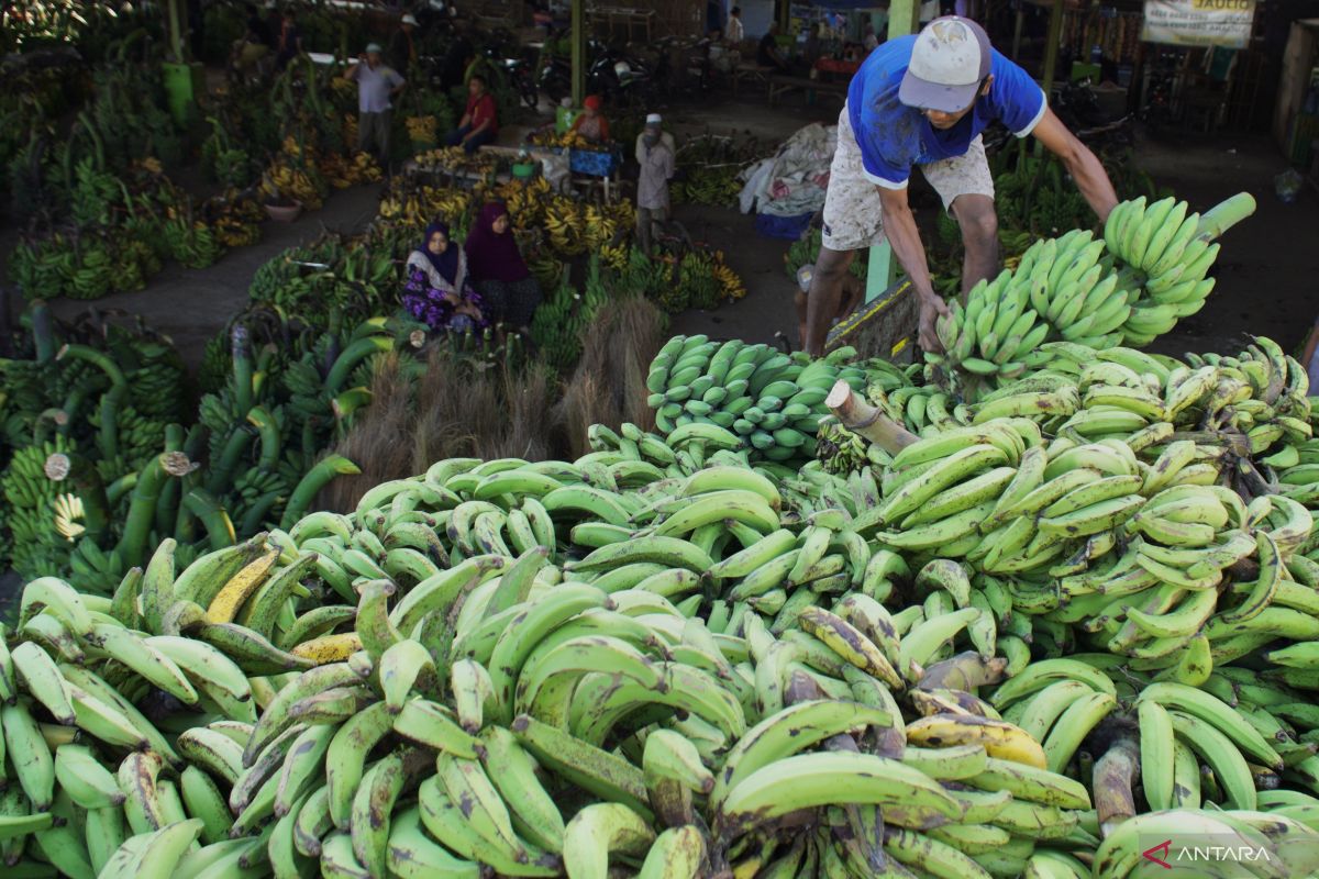 6 Jenis Pisang di Indonesia dan Cara Mengolahnya yang Tepat - studiopena