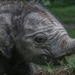 Gajah Sumatera Ngantini Melahirkan Bayi Gajah Betina di TWA Buluh Cina Riau