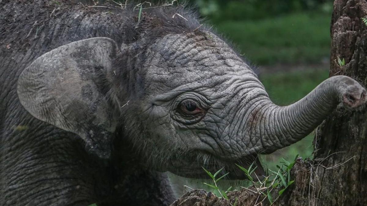 Gajah Sumatera Ngantini Melahirkan Bayi Gajah Betina di TWA Buluh Cina Riau