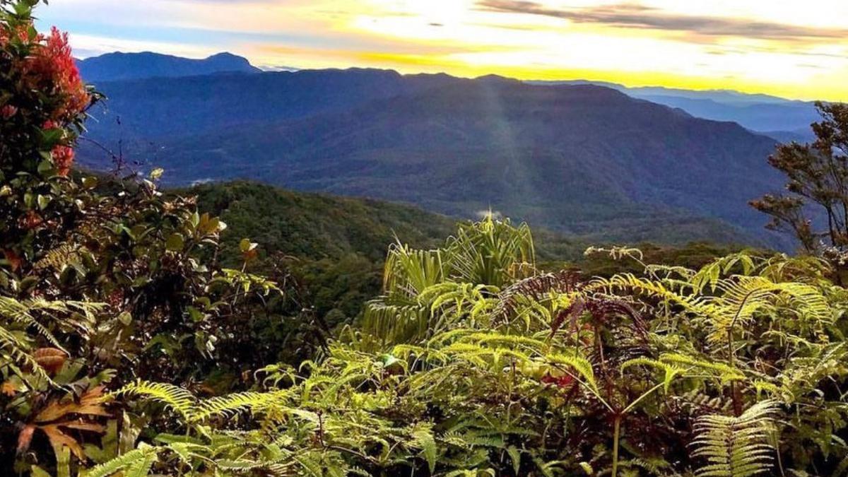 6 Fakta Menarik Gunung Seblat di Bengkulu, Habitat Asli Bunga Rafflesia Arnoldi dan Harimau Sumatera