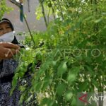 Kandungan nutrisi serta kasiat daun kelor yang luar biasa