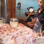 Cara marinasi ayam yang tepat agar terhindar dari keracunan