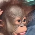 Pilihan Open Kebun Binatang Bandar untuk Menjadi Orang Tua Bayi Orangutan 2 Bulan