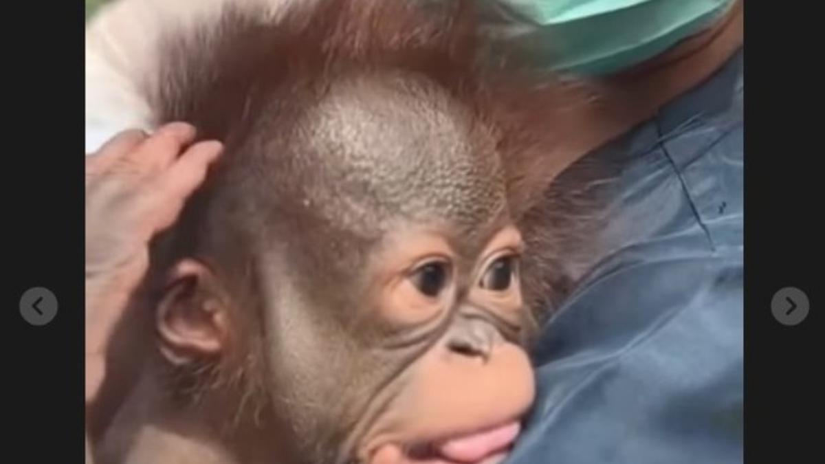 Pilihan Open Kebun Binatang Bandar untuk Menjadi Orang Tua Bayi Orangutan 2 Bulan