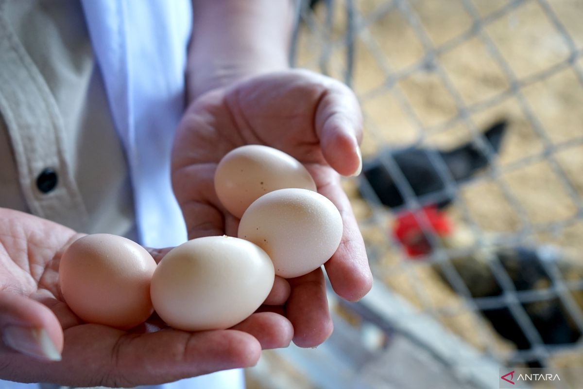 Rahasia kandungan telur ayam kampung dan manfaatnya