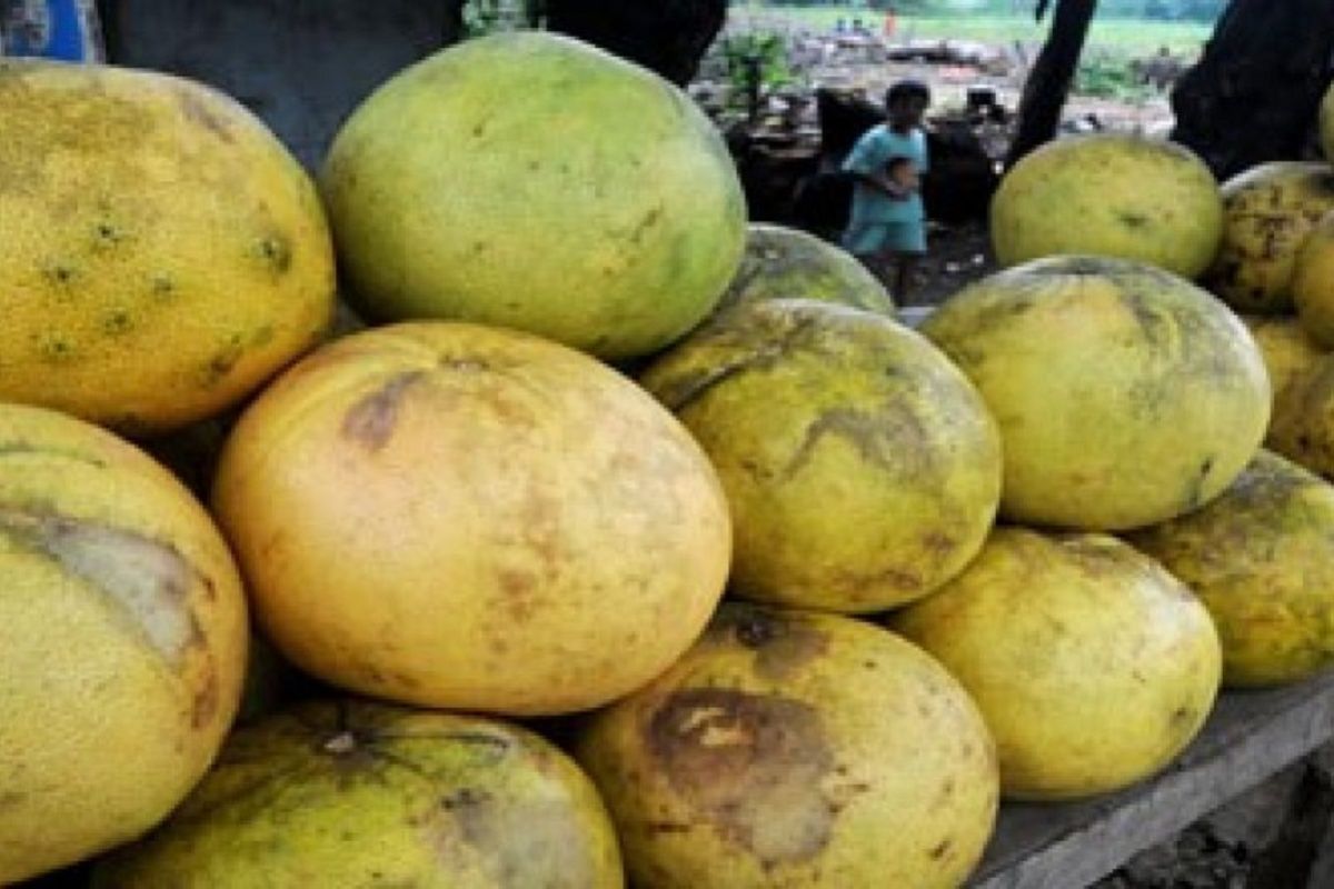 Fakta makan jeruk sehari dapat kurangi depresi 20 persen