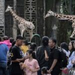 Cara mudah beli tiket Ragunan: Online via aplikasi & dengan JakCard