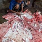 Manfaat kulit hewan kurban dan tata cara pengelolaannya sesuai syariah