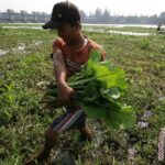 8 manfaat daun genjer untuk kesehatan tubuh, sudah tahu?