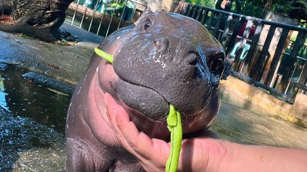 Moo dengan Kuda Kurcaci Viral Ulang Tahun Pertama, Ribuan Penggemar Kebun Binatang Thailand