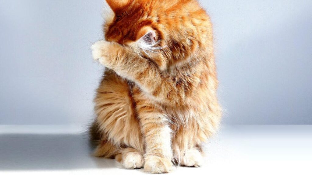 Pecinta Kucing yang Terhormat: Telur ayam dapat mengurangi alergi kucing pada manusia, bagaimana?