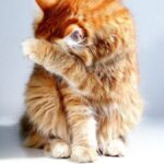 Pecinta Kucing yang Terhormat: Telur ayam dapat mengurangi alergi kucing pada manusia, bagaimana?