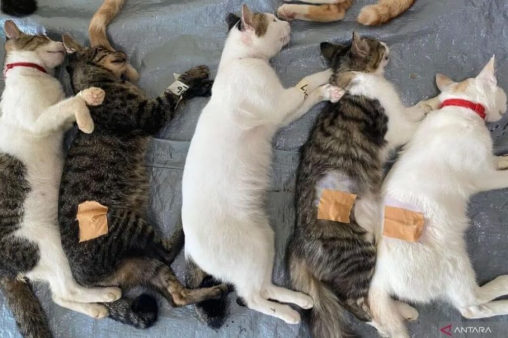 8 ciri-ciri kucing sedang birahi dan cara mengatasinya
