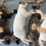8 ciri-ciri kucing sedang birahi dan cara mengatasinya