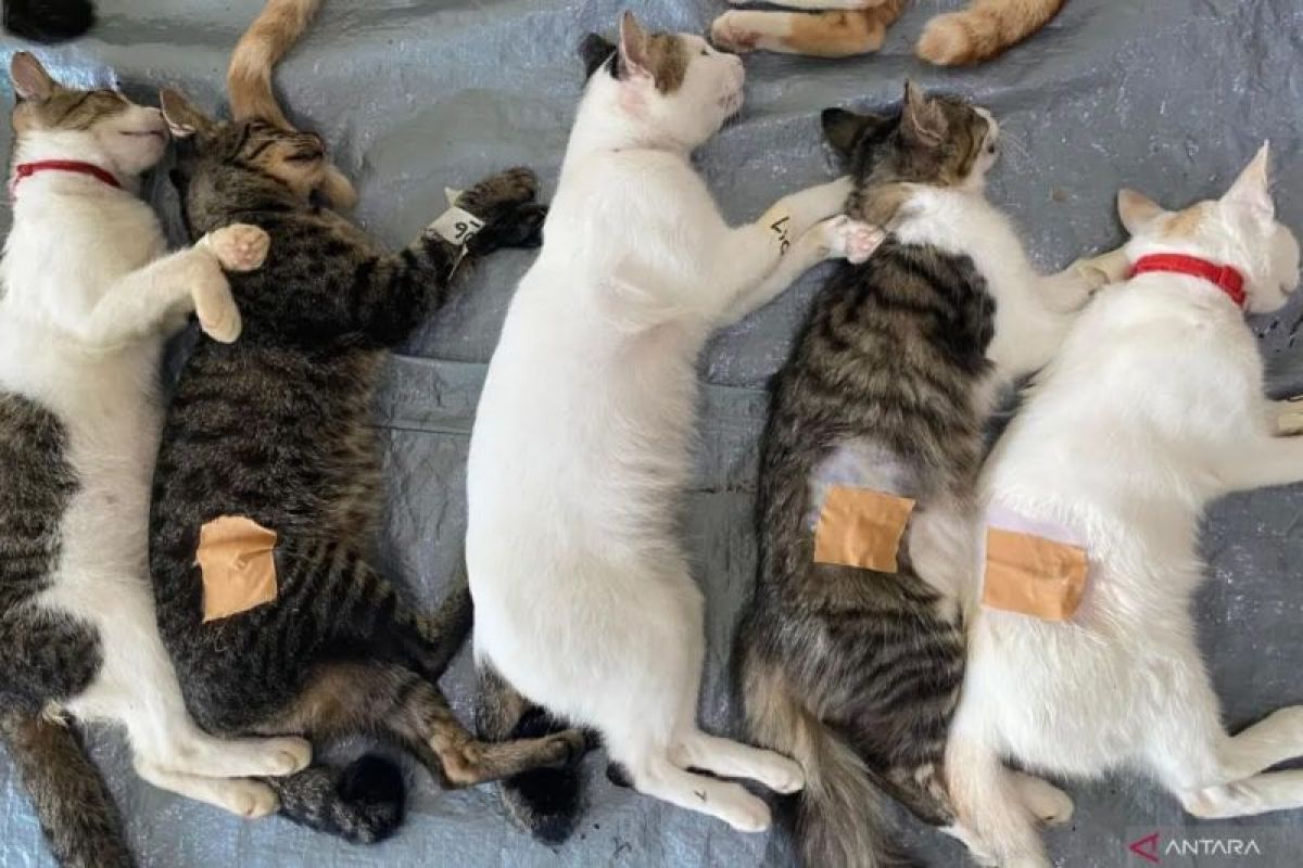 8 ciri-ciri kucing sedang birahi dan cara mengatasinya