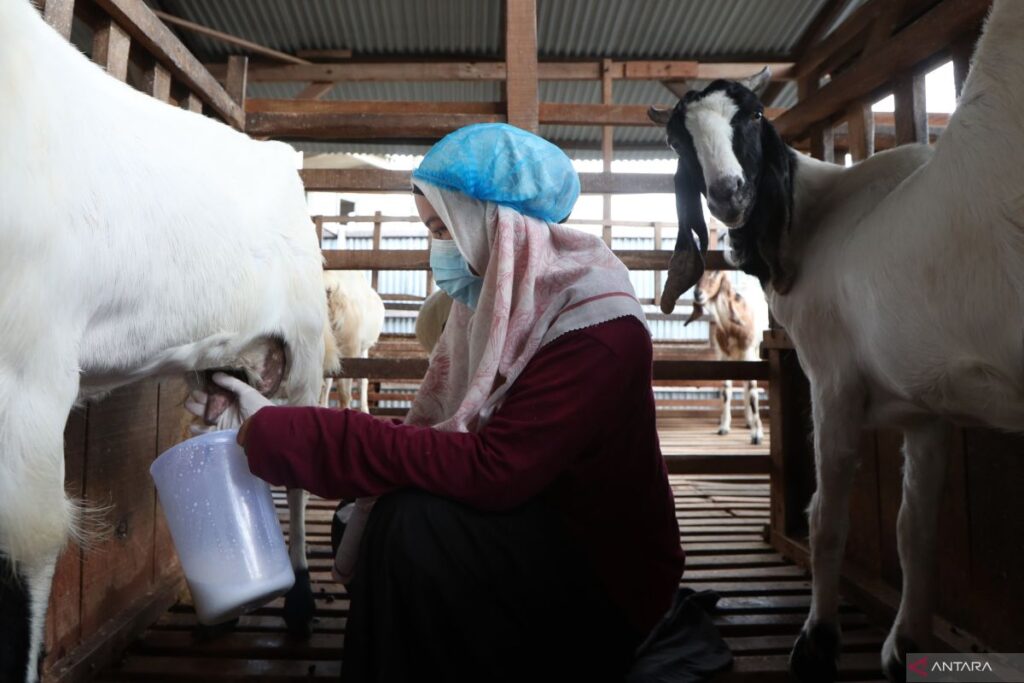 Cari pengganti susu sapi? susu kambing bisa jadi pilihan sehat