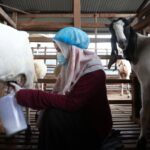 Cari pengganti susu sapi? susu kambing bisa jadi pilihan sehat