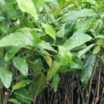 Tak hanya enak, daun melinjo punya segudang manfaat sehat bagi tubuh