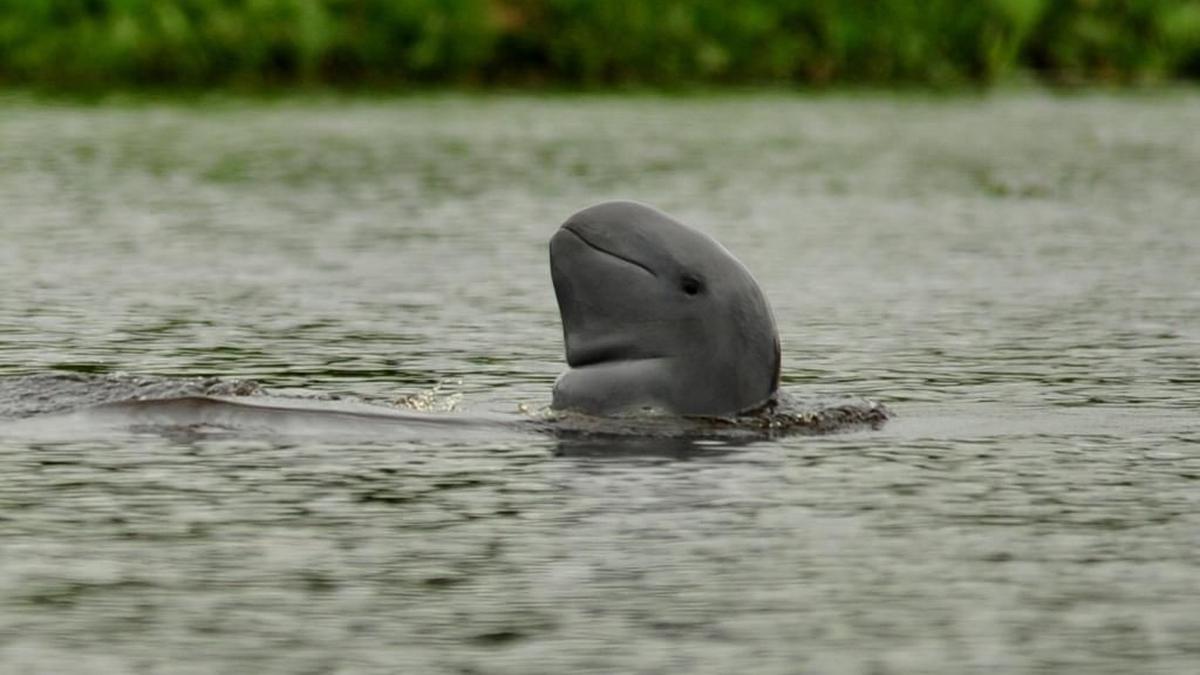 2 Pesut Mahakam Langka Mati di Anak Sungai Mahakam