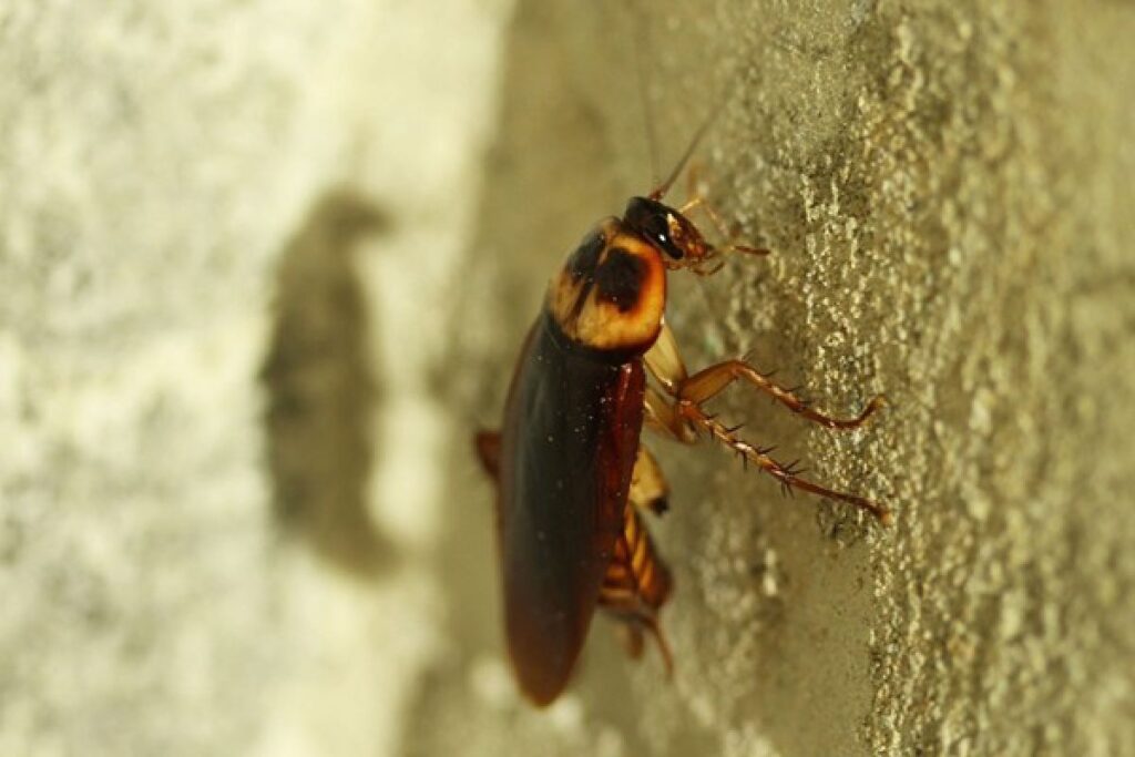 5 tanaman ampuh mengusir kecoak di rumah secara alami