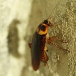 5 tanaman ampuh mengusir kecoak di rumah secara alami