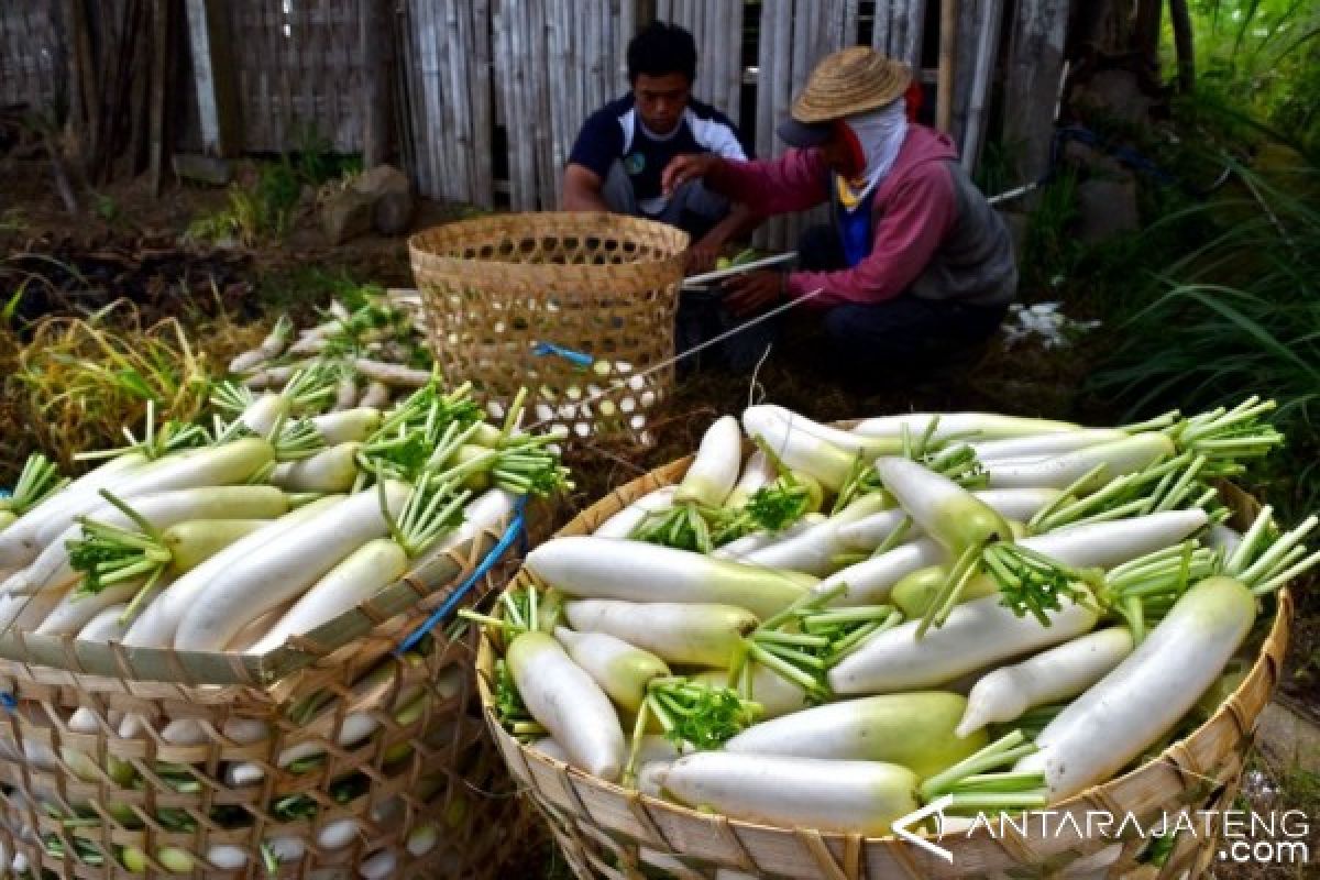 Rutin konsumsi lobak? Ini manfaat sehat yang Anda dapatkan
