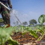 Benarkah air AC bisa untuk menyiram tanaman?