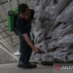 Cara jitu hilangkan rayap dari pintu kayu secara alami