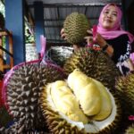 Mengenal ragam jenis durian, ada yang rasanya legit, manis hingga pahit