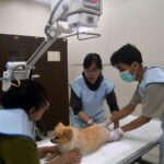 Studi: Hewan masa kini alami penyakit kronis, seperti manusia