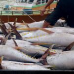 Tradisi Huhate ala Maluku, Kunci Emas Indonesia Menuju Pasar Tuna Premium yang Perlu Keberlanjutan