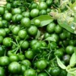 Manfaat tersembunyi leunca untuk kesehatan perempuan