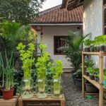 6 Jamu Dapur yang Mudah Ditanam di Pot Rumah Anda