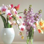 6 Pilihan Bunga Segar Terbaik untuk Ditanam dalam Pot, Bisa Mempercantik Sudut Rumah