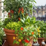 8 Sayuran Paling Mudah Ditanam di Rumah, Panen dari Pekarangan Sendiri