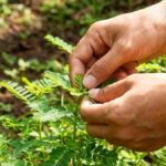 Cara mengolah daun meniran yang sering dianggap hama ini mudah dan bisa dilakukan di rumah