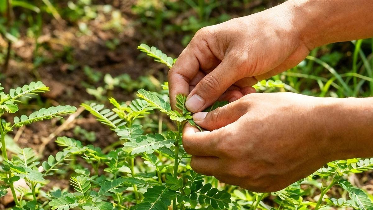 Cara mengolah daun meniran yang sering dianggap hama ini mudah dan bisa dilakukan di rumah