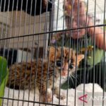 Cara merawat kucing setelah sterilisasi agar cepat pulih dan sehat
