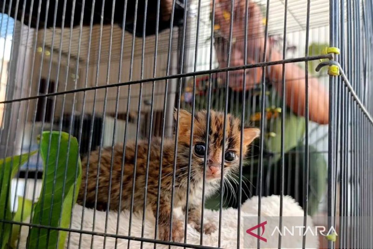 Cara merawat kucing setelah sterilisasi agar cepat pulih dan sehat