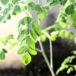 Hilangkan asam urat dengan rutin mengonsumsi daun kelor, jangan sembarangan dalam menjaga pola makan