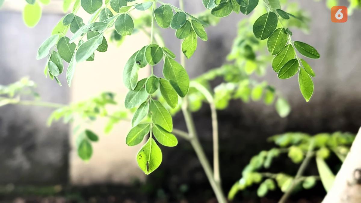 Hilangkan asam urat dengan rutin mengonsumsi daun kelor, jangan sembarangan dalam menjaga pola makan