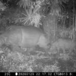 Anak Badak Jawa Baru Tertangkap Kamera Jebakan di Taman Nasional Ujung Kulon, Pengobatan Kematian Badak Musofa
