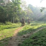 Atraksi Menunggang Gajah Resmi Dilarang di Seluruh Wilayah Indonesia