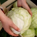 Cara Mencuci Kubis yang Benar, Trik Sederhana Menghilangkan Cacing dan Kotoran Tersembunyi