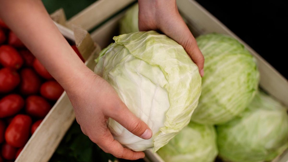 Cara Mencuci Kubis yang Benar, Trik Sederhana Menghilangkan Cacing dan Kotoran Tersembunyi
