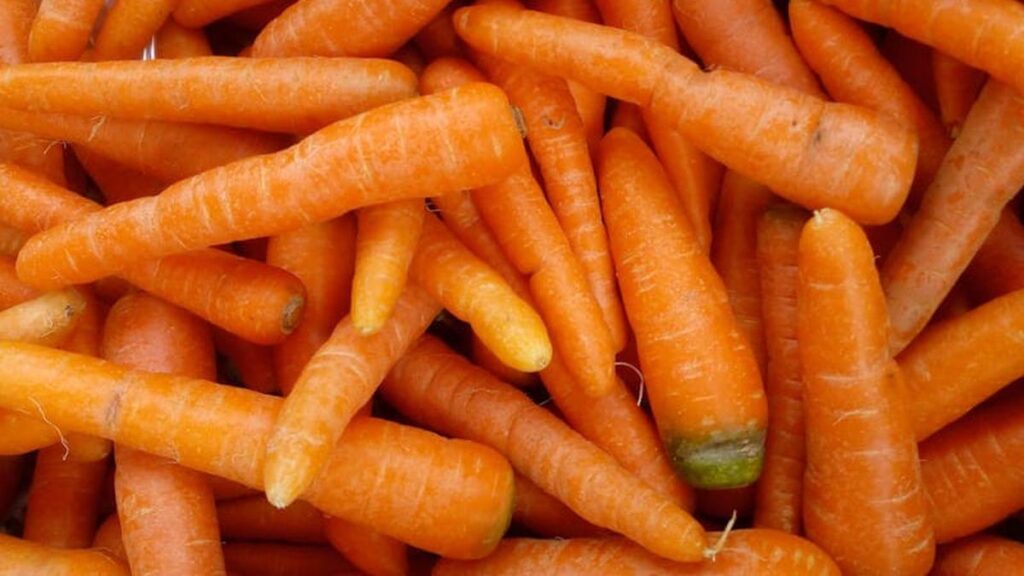 Cara Mudah Menanam Wortel dalam Pot agar Hasil Renyah dan Segar