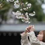 Festival Bunga Sakura di Kaki Gunung Fuji Dibatalkan Karena Overtourism, Simak Pilihan Alternatifnya