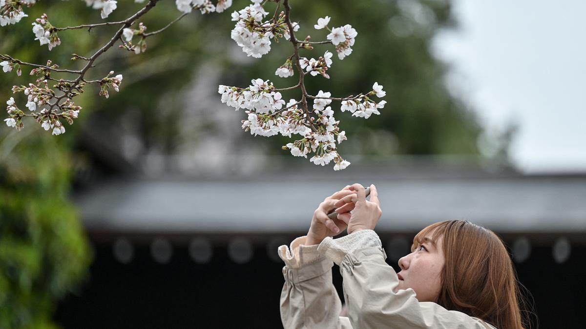 Festival Bunga Sakura di Kaki Gunung Fuji Dibatalkan Karena Overtourism, Simak Pilihan Alternatifnya