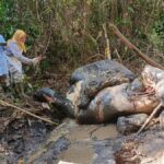 Kasus Gajah Sumatera Mati Kepala Terpenggal di Lahan Konsesi, PT RAPP Dipanggil Kementerian Kehutanan