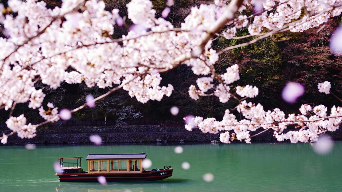 Rekomendasi Hotel Menikmati Musim Sakura 2026 di Jepang, Kyoto hingga Aomori